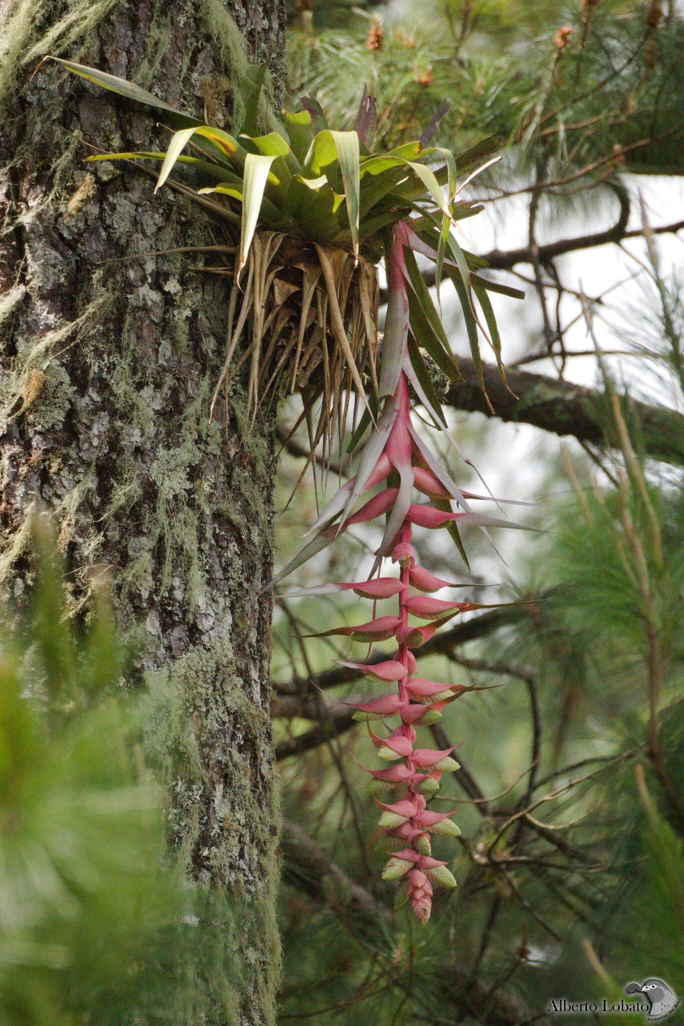 Image of Tillandsia eizii L. B. Sm.