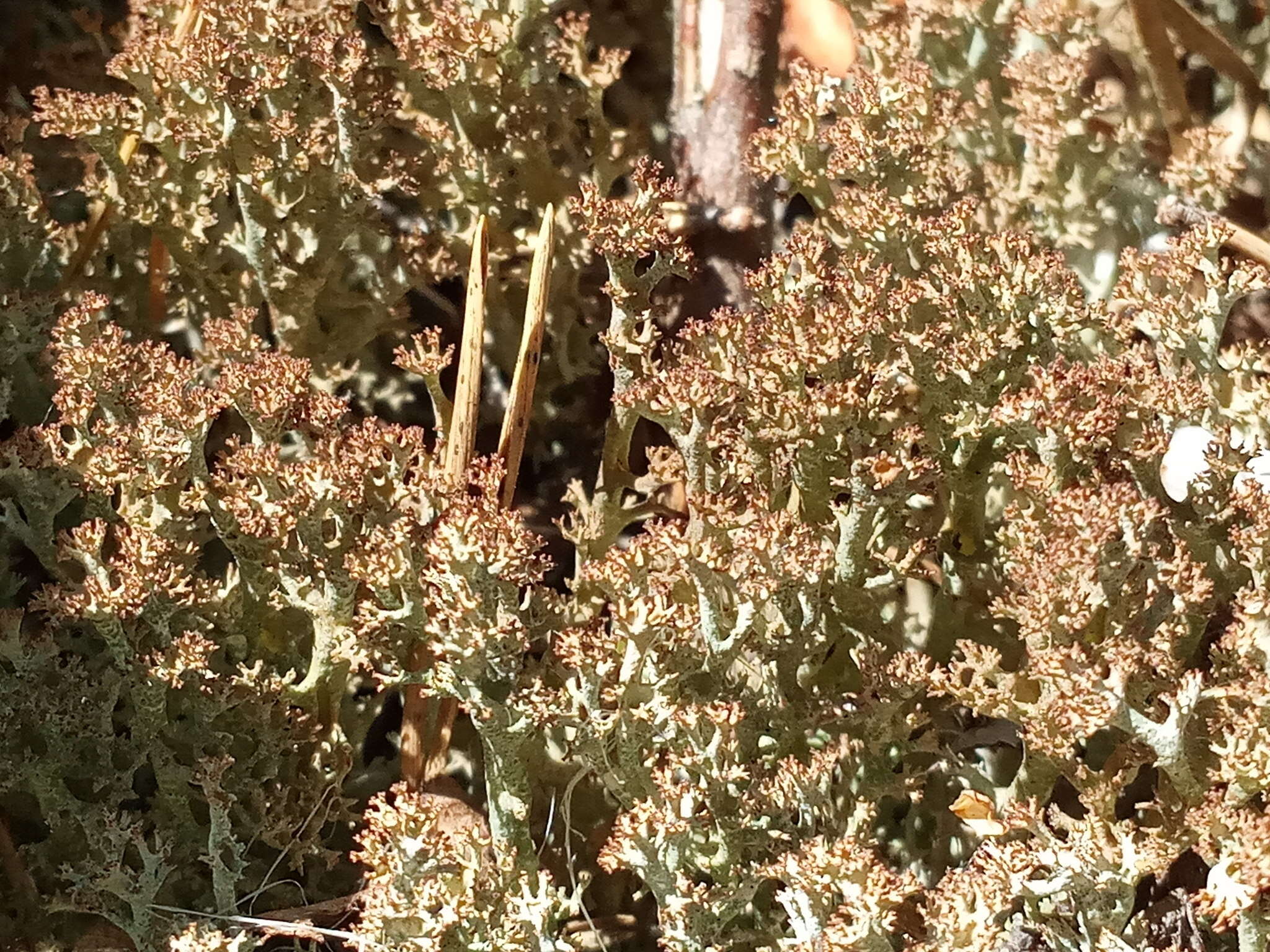 Image of cup lichen