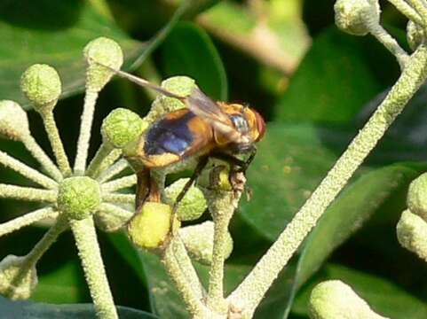 Image of Phasia aurigera (Egger 1860)