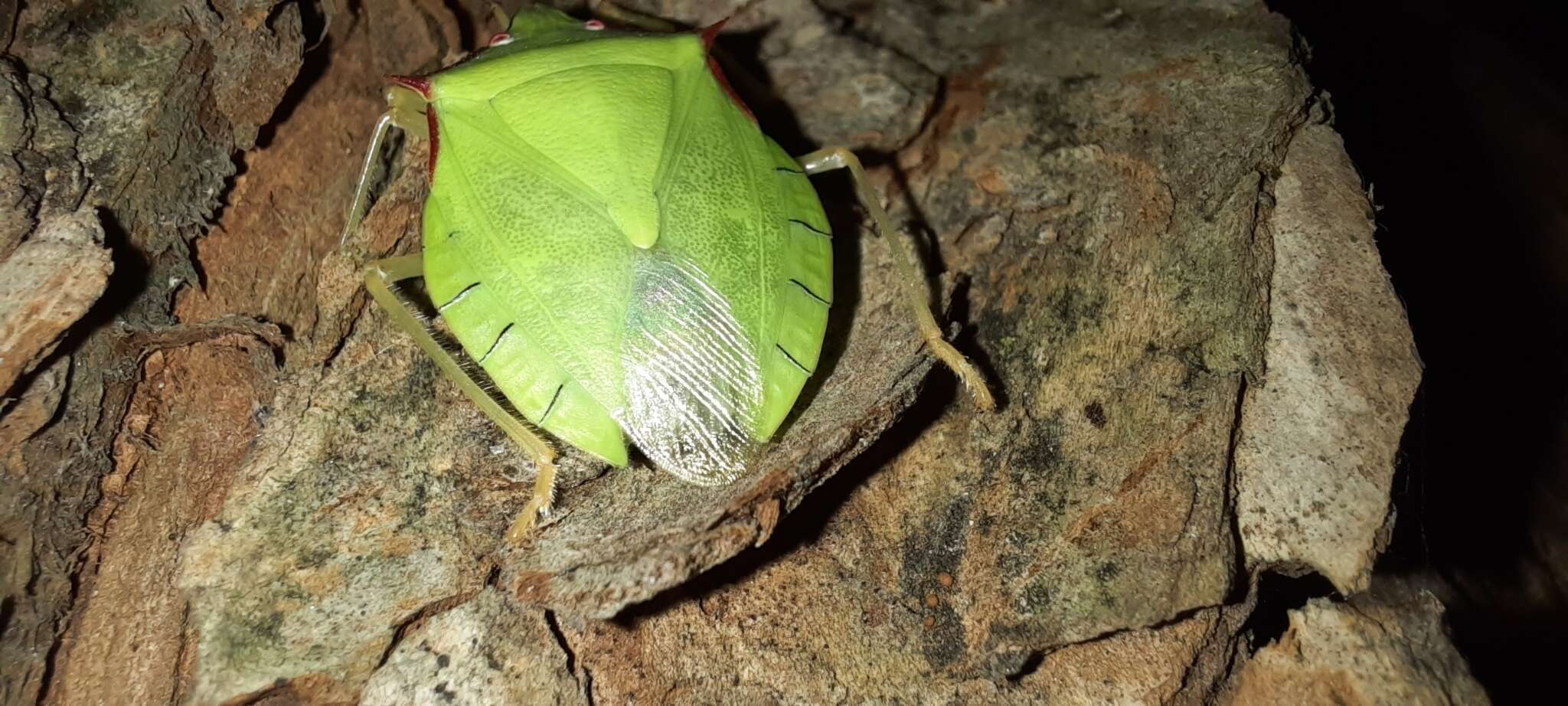 Image of Chlorocoris (Chlorocoris) distinctus Signoret 1851