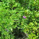 Слика од Vicia japonica A. Gray