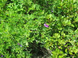 Image of Vicia japonica A. Gray