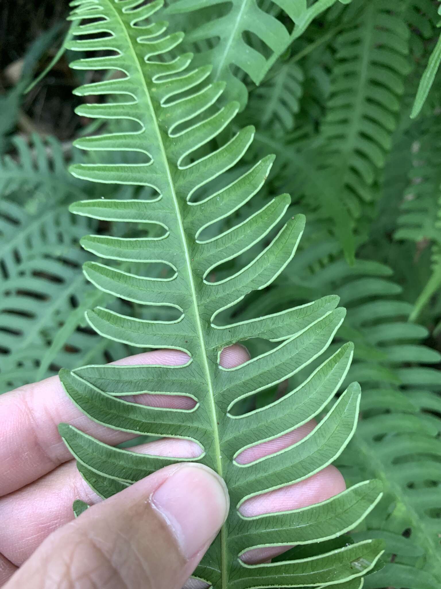 Imagem de Pteris arisanensis Tag.