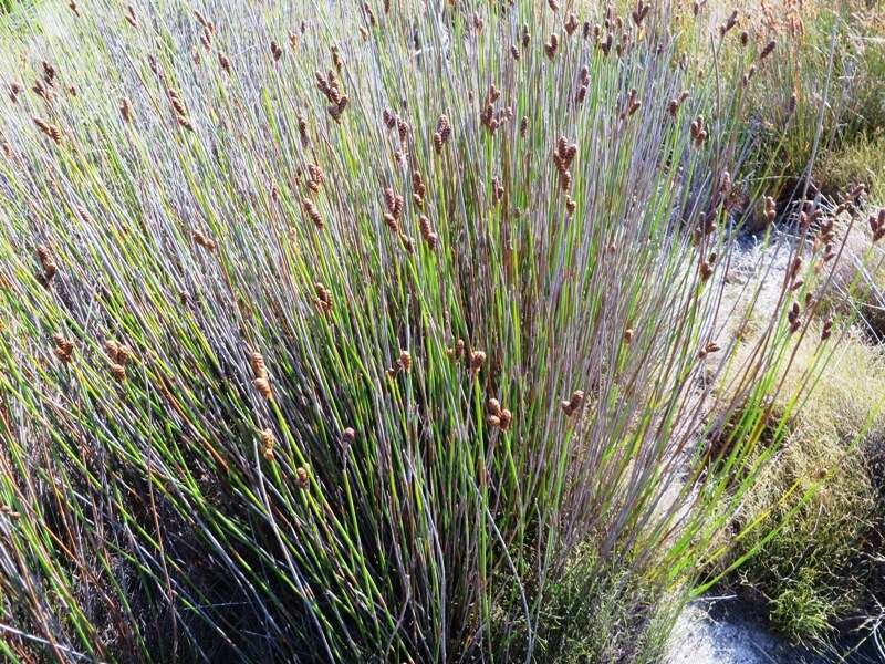 Nevillea obtusissimus (Steud.) H. P. Linder的圖片