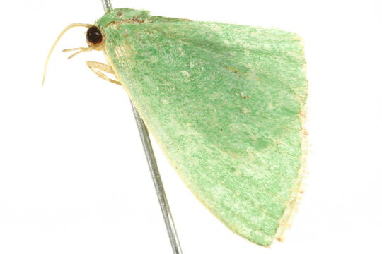 Image of <i>Omphacodes punctilineata</i> Warren 1897