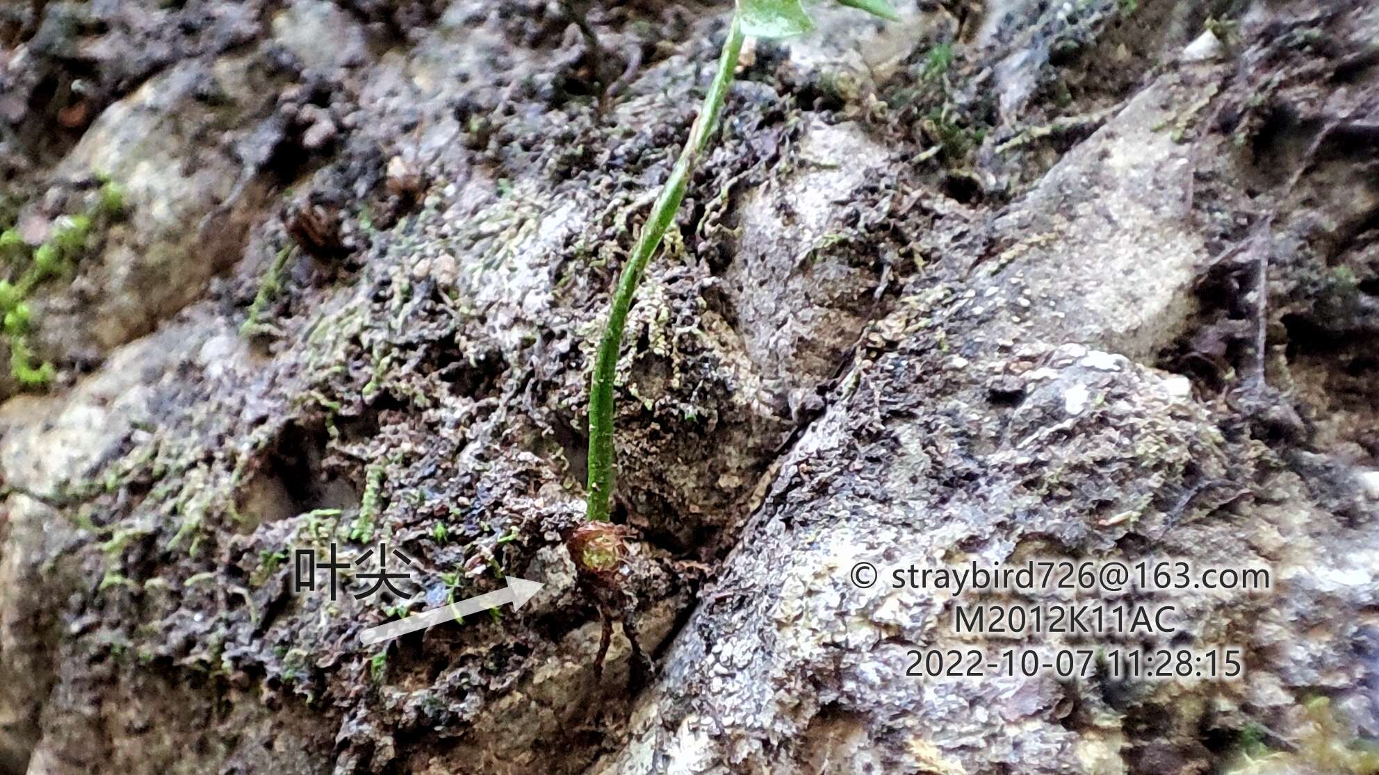 Plancia ëd Polystichum craspedosorum (Maxim.) Diels