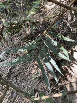 Image of Plenasium banksiifolium (C. Presl) C. Presl