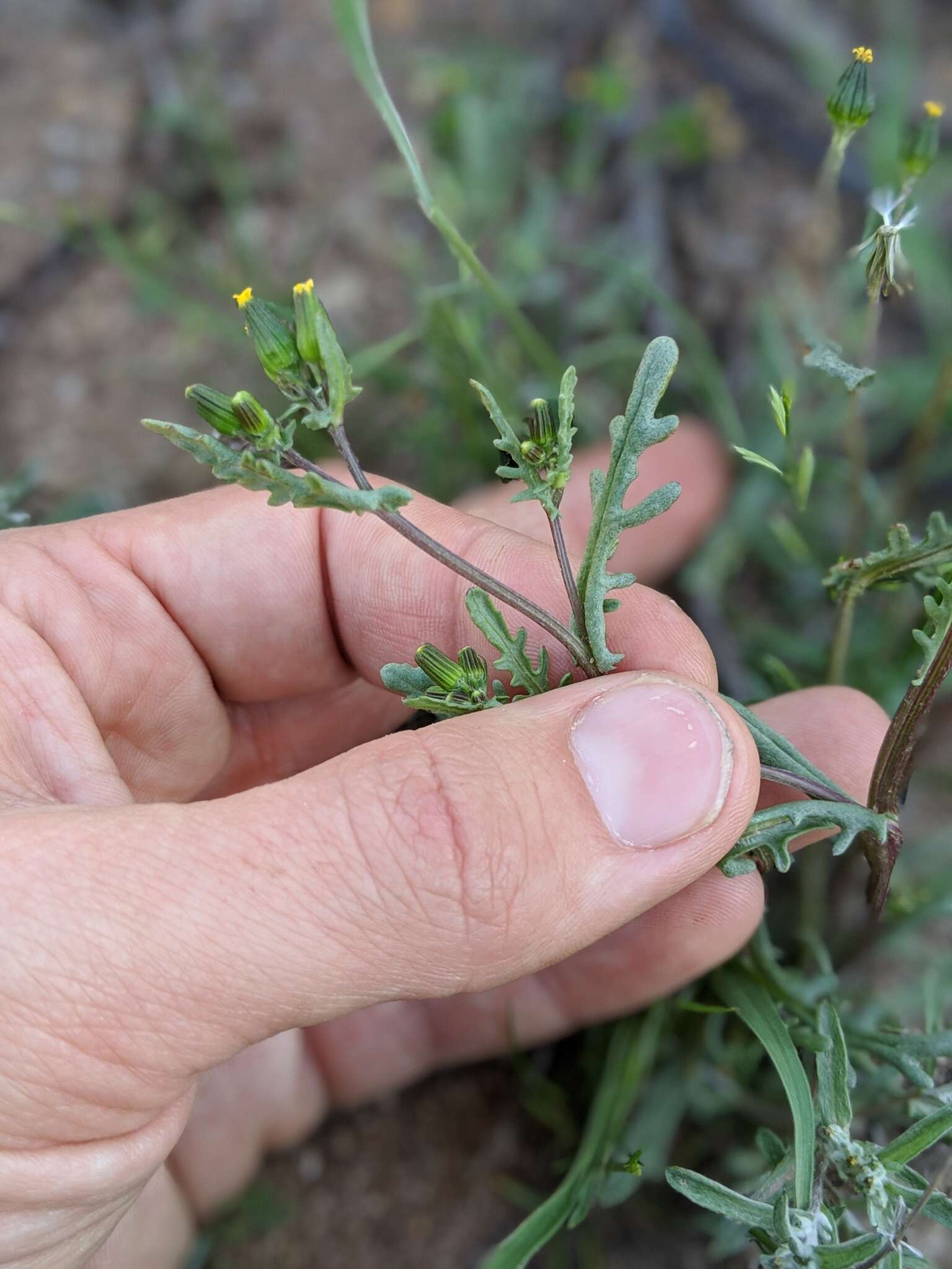 Plancia ëd Senecio aphanactis Greene