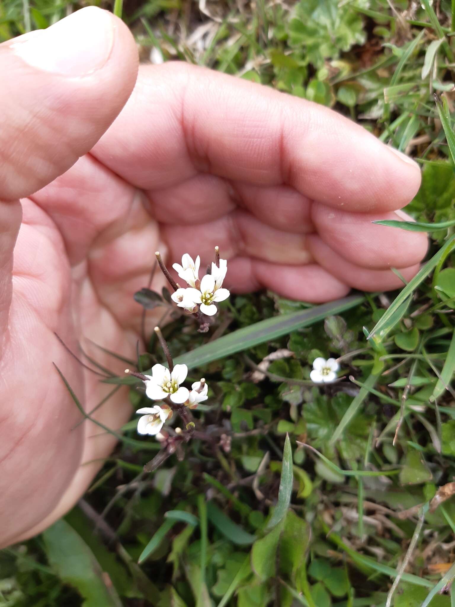 Imagem de Cardamine glacialis (G. Forst.) DC.