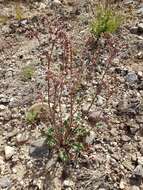 Image of Phacelia caerulea