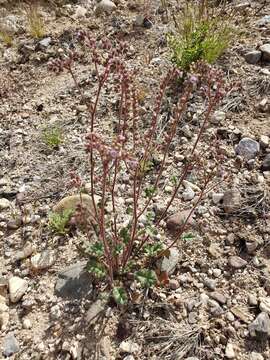 Image of Phacelia caerulea