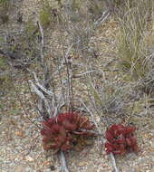 Image of <i>Crassula <i>atropurpurea</i></i> var. atropurpurea