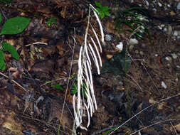 Image of Borodinia canadensis