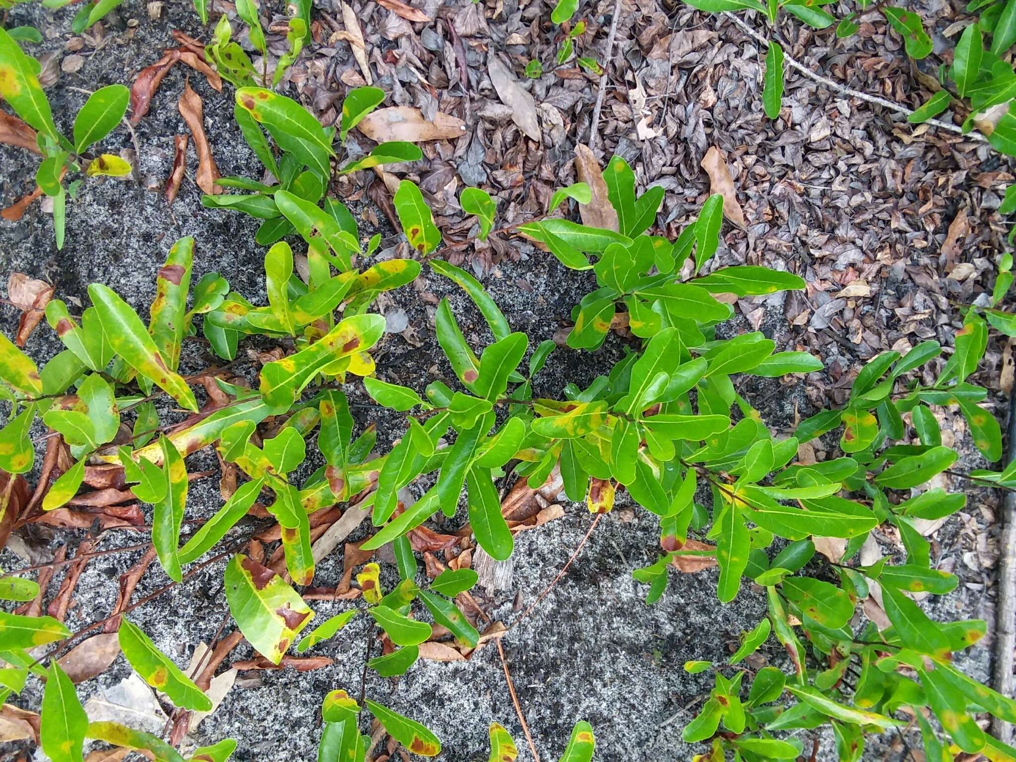 Image of gopher apple