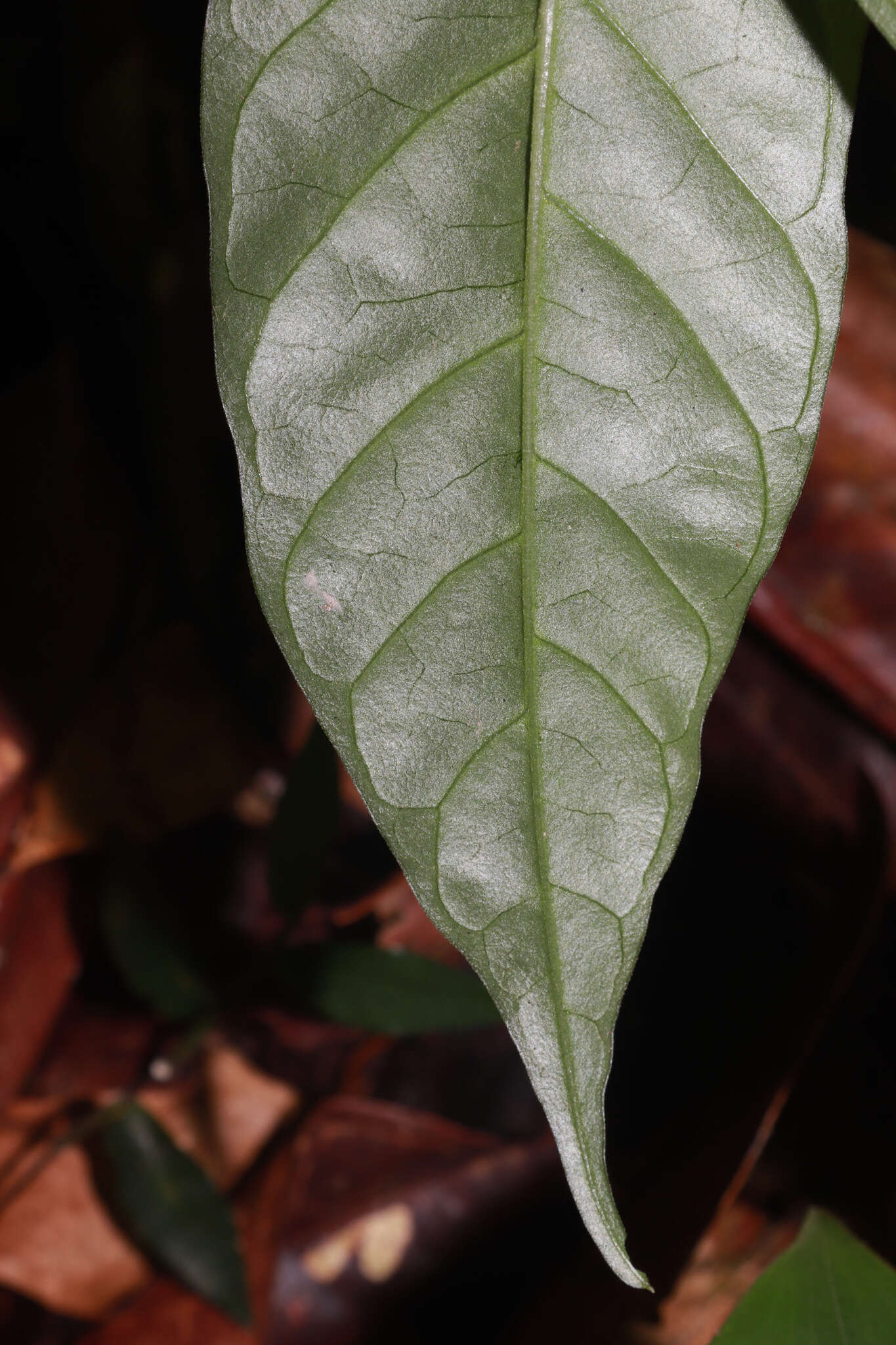 Image de Caamembeca salicifolia (Poir.) J. F. B. Pastore