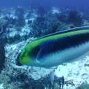 Image of Lightning Wrasse