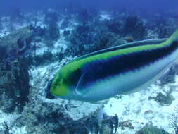 Image of Lightning Wrasse