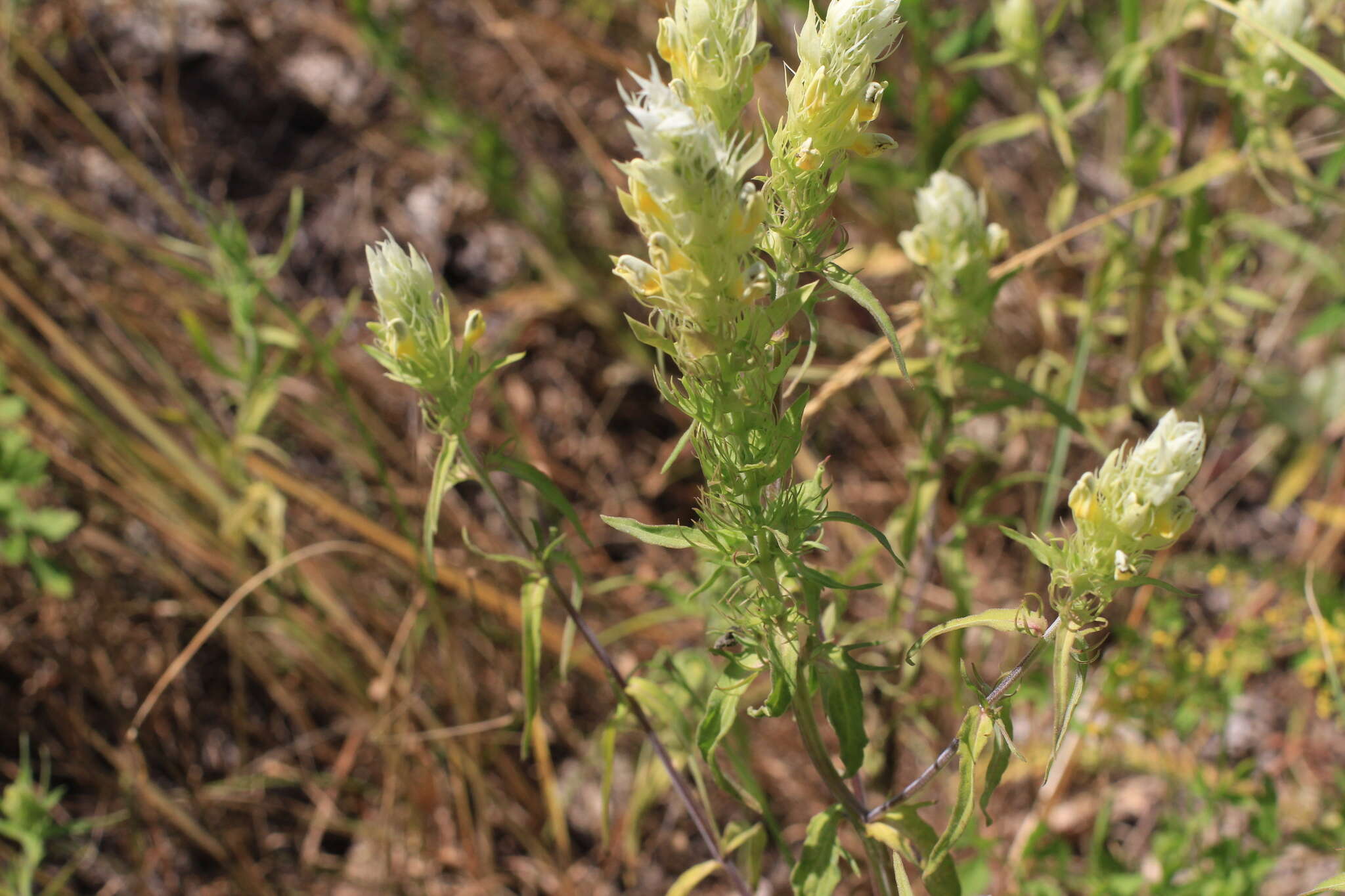 Image of Melampyrum argyrocomum Fisch. ex Steud.