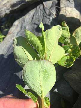 Image de Salix stolonifera Coville