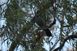 Image de Struthidea Gould 1837