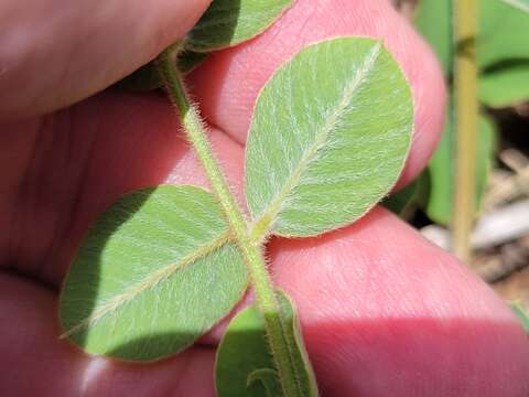 Image of Edwards Plateau hoarypea