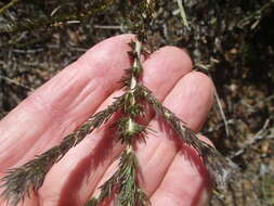 Image of Aspalathus cephalotes Thunb.