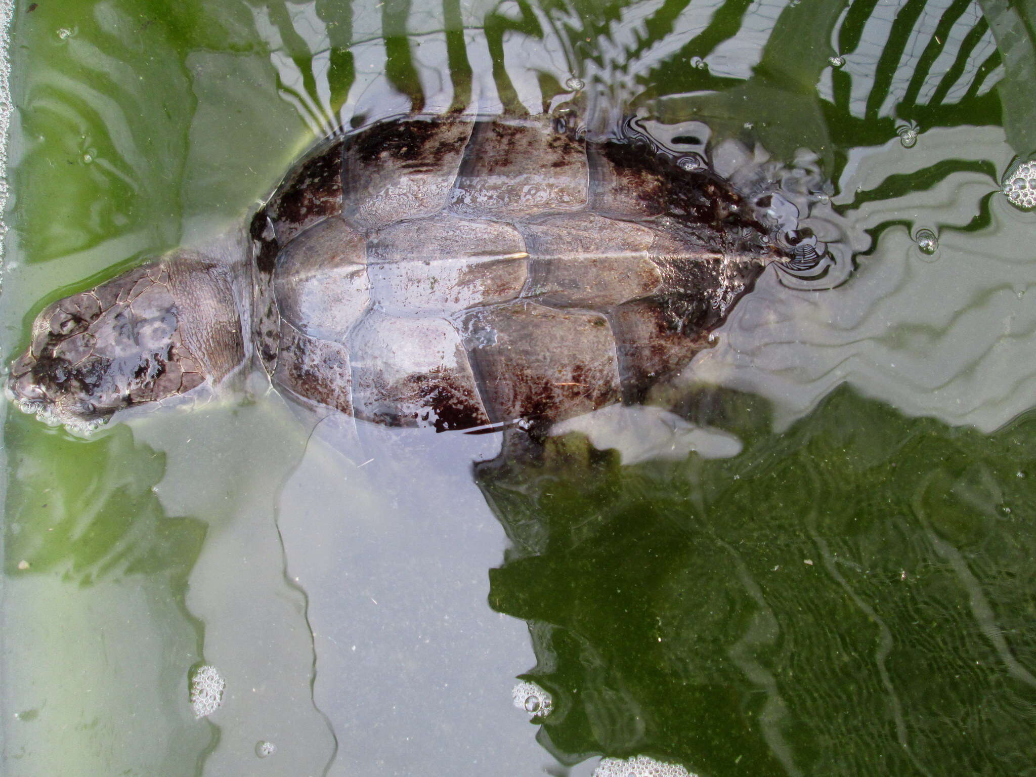 Image of Ridley sea turtles