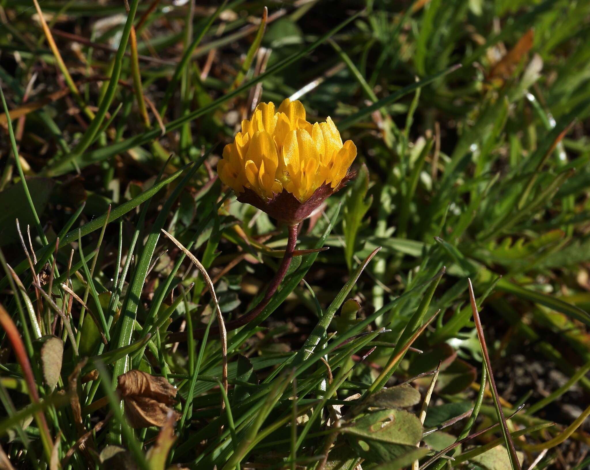 Sivun Trifolium jokerstii Vincent & Rand. Morgan kuva