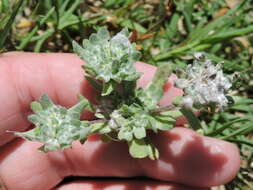 Image of bighead pygmycudweed