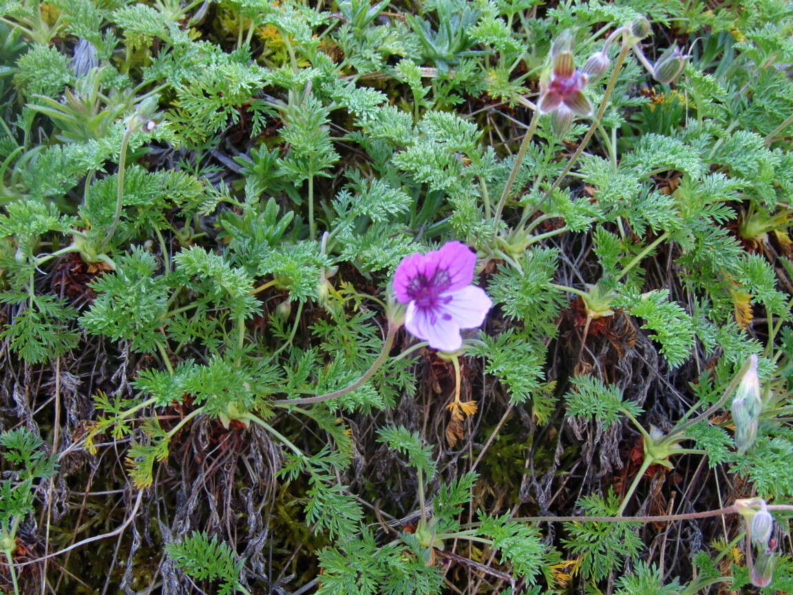 Sivun Erodium glandulosum (Cav.) Willd. kuva