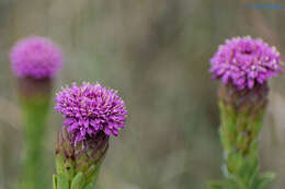 Plancia ëd Acourtia wislizenii var. megacephala (A. Gray) Reveal & R. M. King