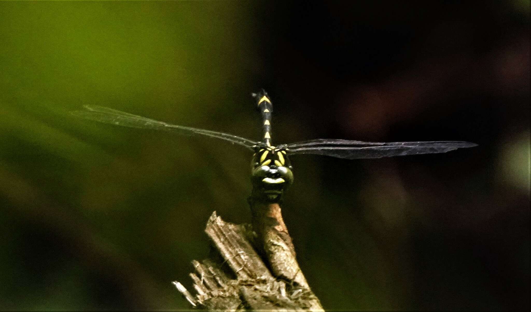 Image of Gomphidia kelloggi Needham 1930