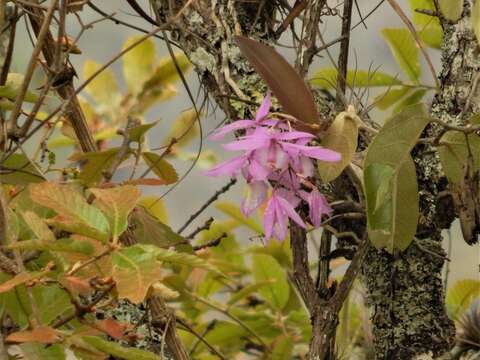 Image of Barkeria spectabilis Bateman ex Lindl.