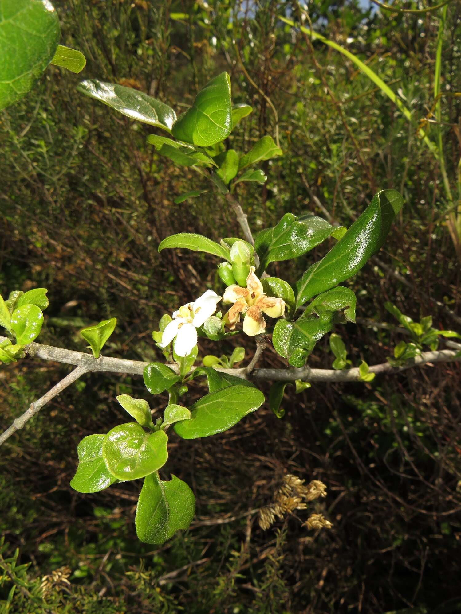 Image of Catunaregam obovata (Hochst.) A. E. Gonç.