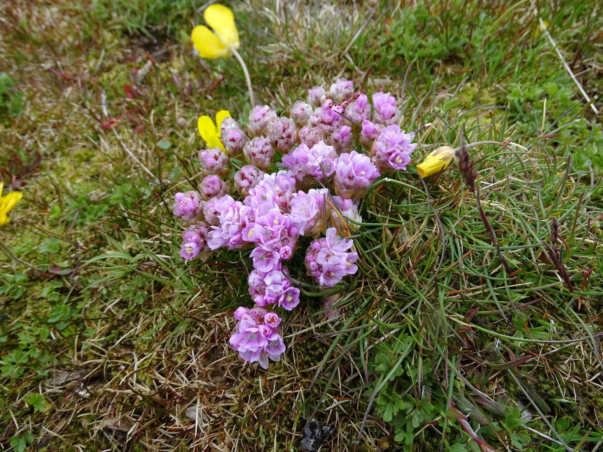 صورة Armeria caespitosa (Ortega) Boiss.