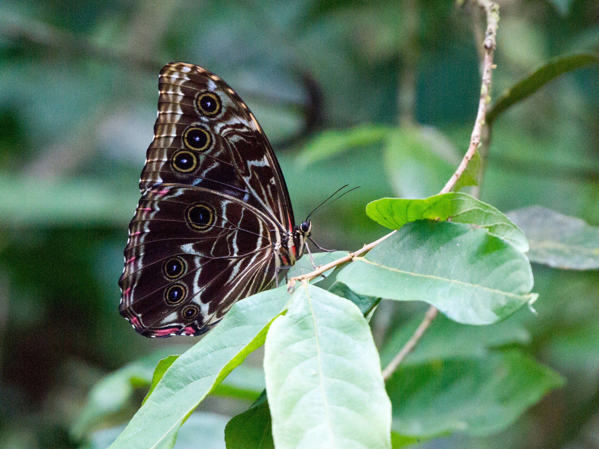 Image of Morpho deidamia Hübner 1816