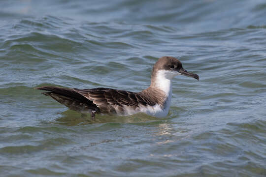 Image of Great Shearwater