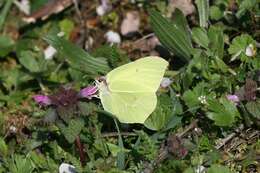 Image of Gonepteryx rhamni transiens Verity 1913