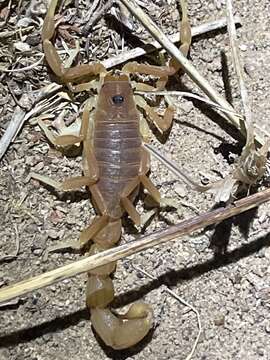 Sivun Parabuthus pallidus Pocock 1895 kuva