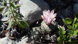 Image of Turbinicarpus pseudopectinatus (Backeb.) Glass & R. A. Foster