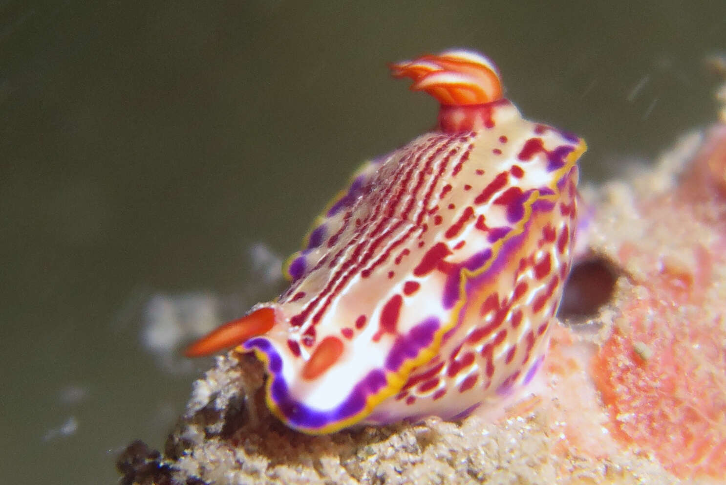 Image of Hypselodoris fucata Gosliner & R. F. Johnson 1999