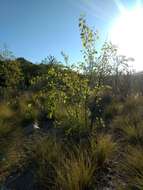 Image of Populus mexicana subsp. mexicana