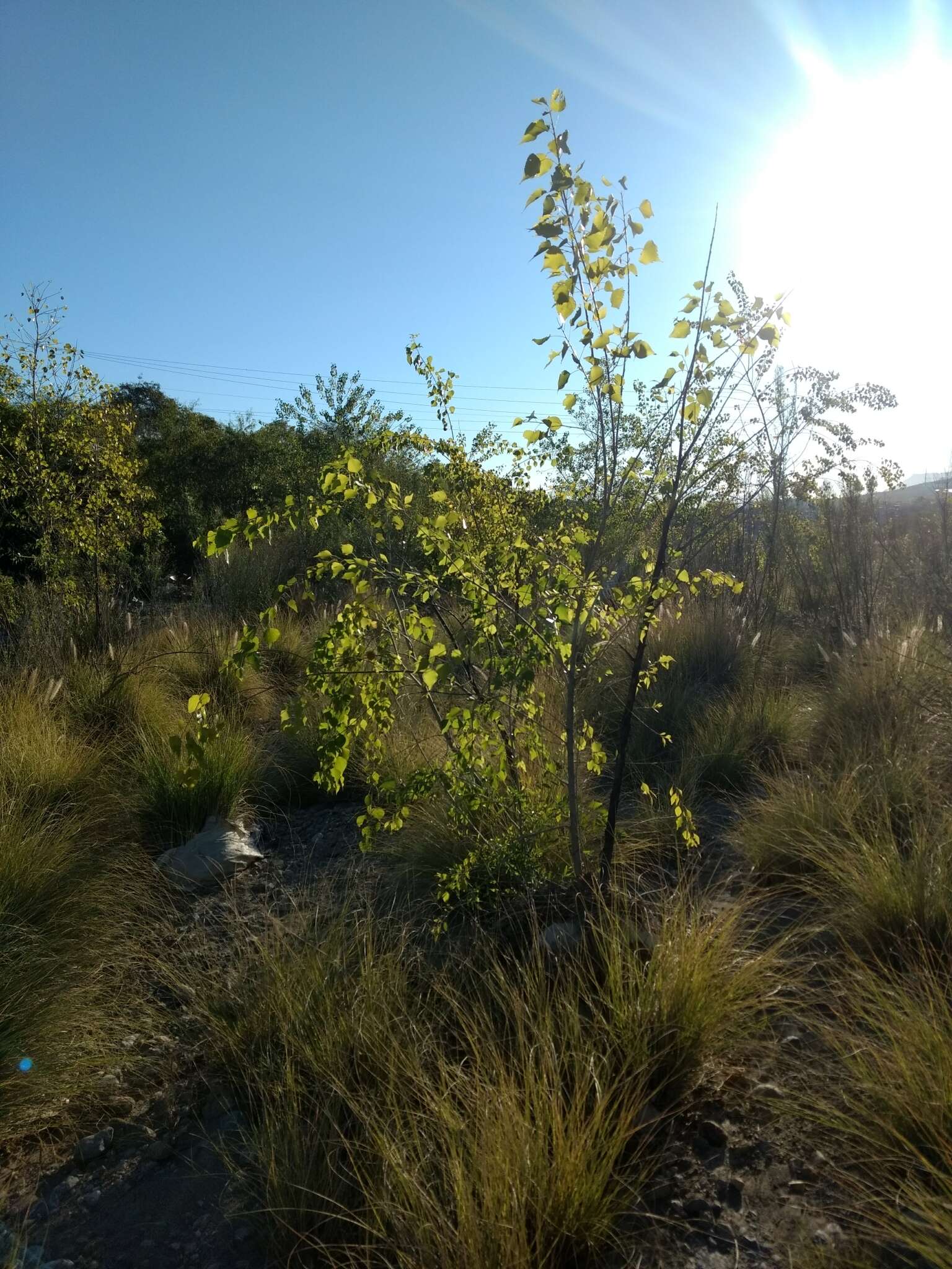 صورة Populus mexicana subsp. mexicana