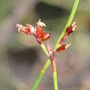 Image of Sporadanthus interruptus (F. Muell.) B. G. Briggs & L. A. S. Johnson