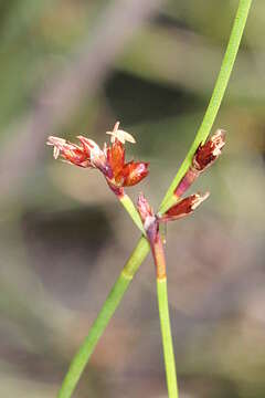 Image of Sporadanthus interruptus (F. Muell.) B. G. Briggs & L. A. S. Johnson