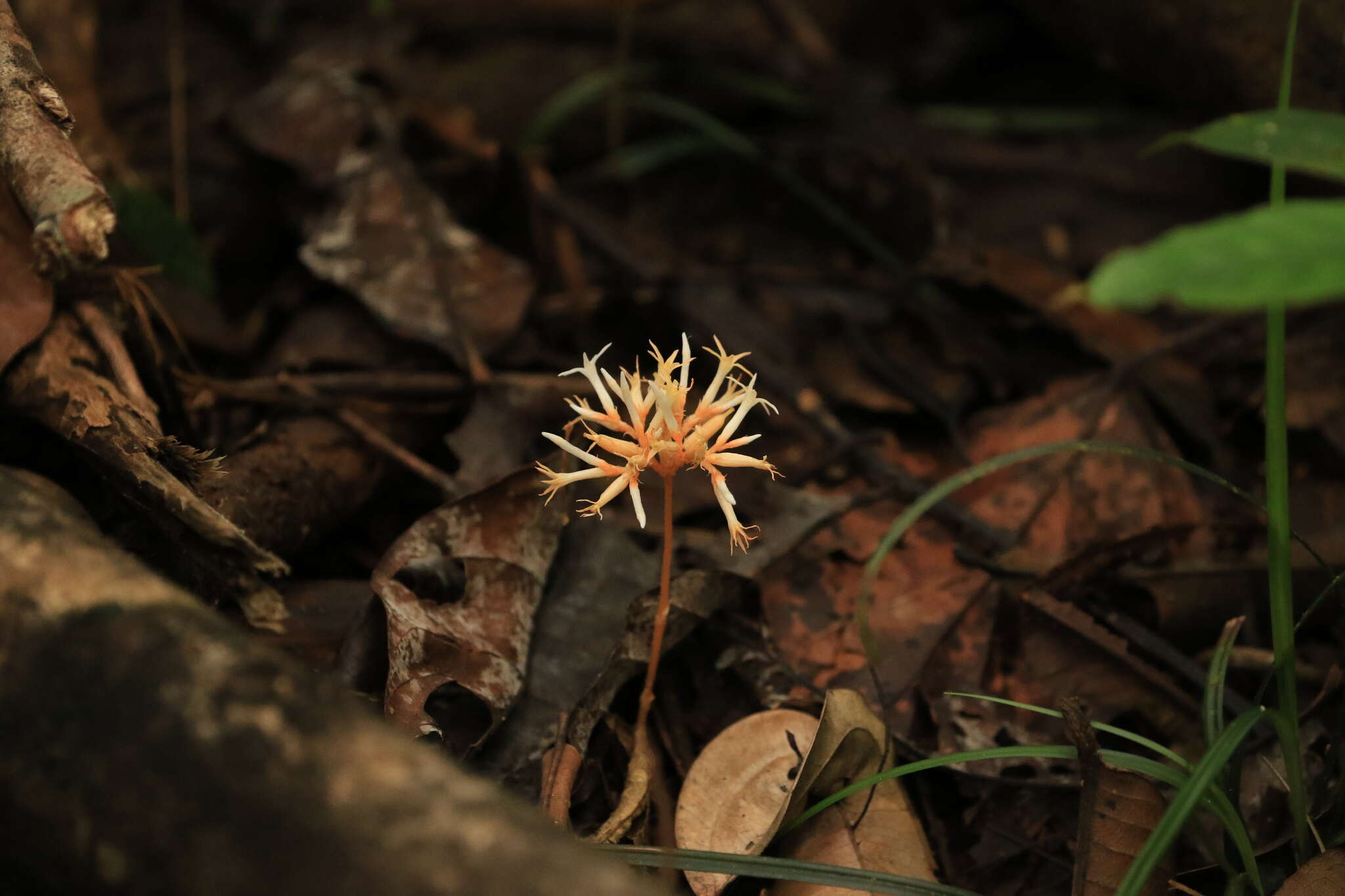 Image of Voyria corymbosa Splitg.