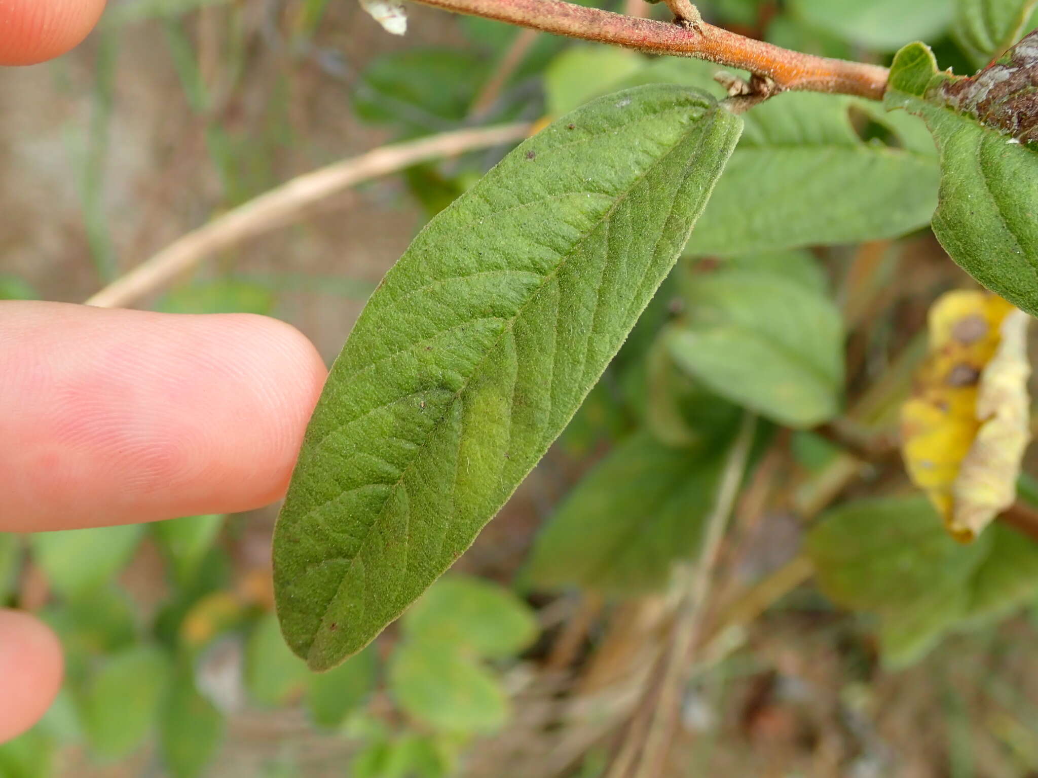 Image of Cienfuegosia affinis (Kunth) Hochr.