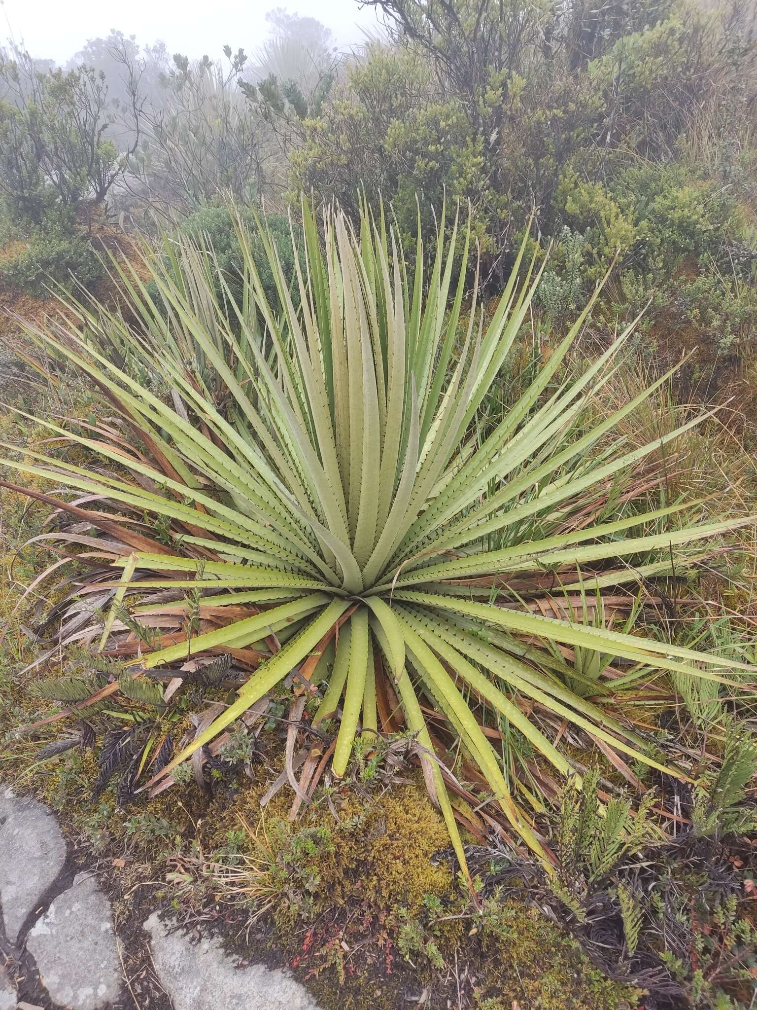 Puya goudotiana Mez的圖片