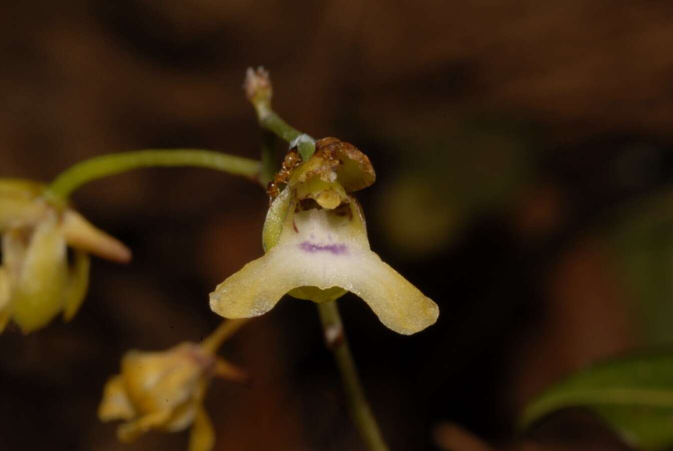 Image of Oeceoclades lonchophylla (Rchb. fil.) Garay & P. Taylor