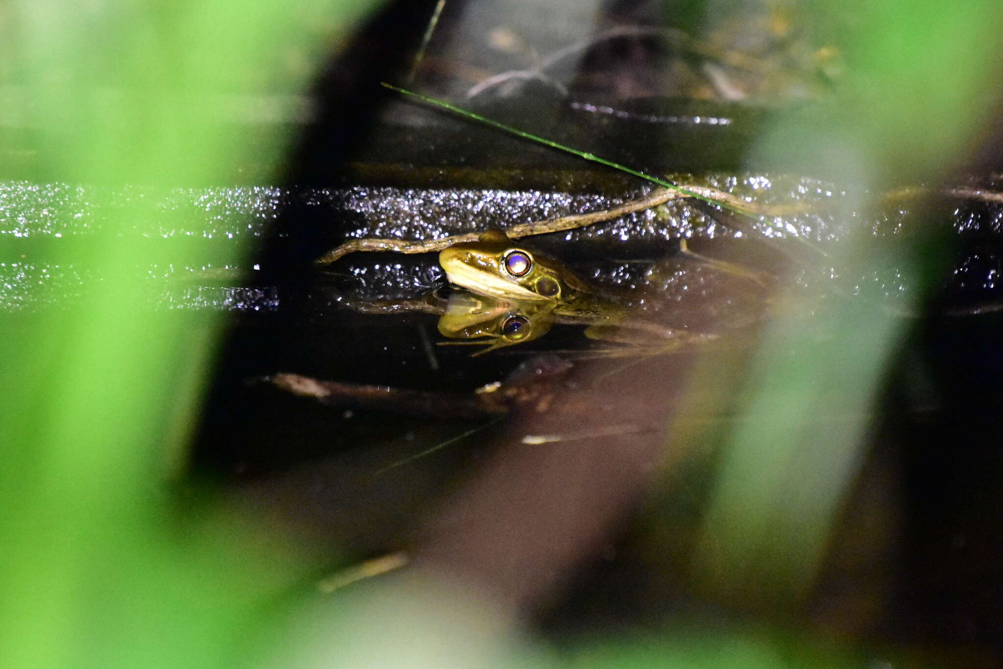 Image of Guenther's Amoy Frog